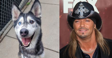 Siberian husky named after rocker Bret Michaels to be adopted by … Bret Michaels